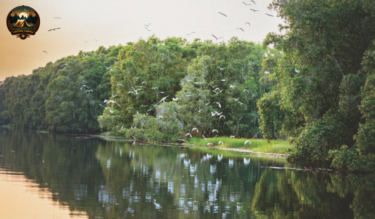 Review rừng tràm mỹ phước