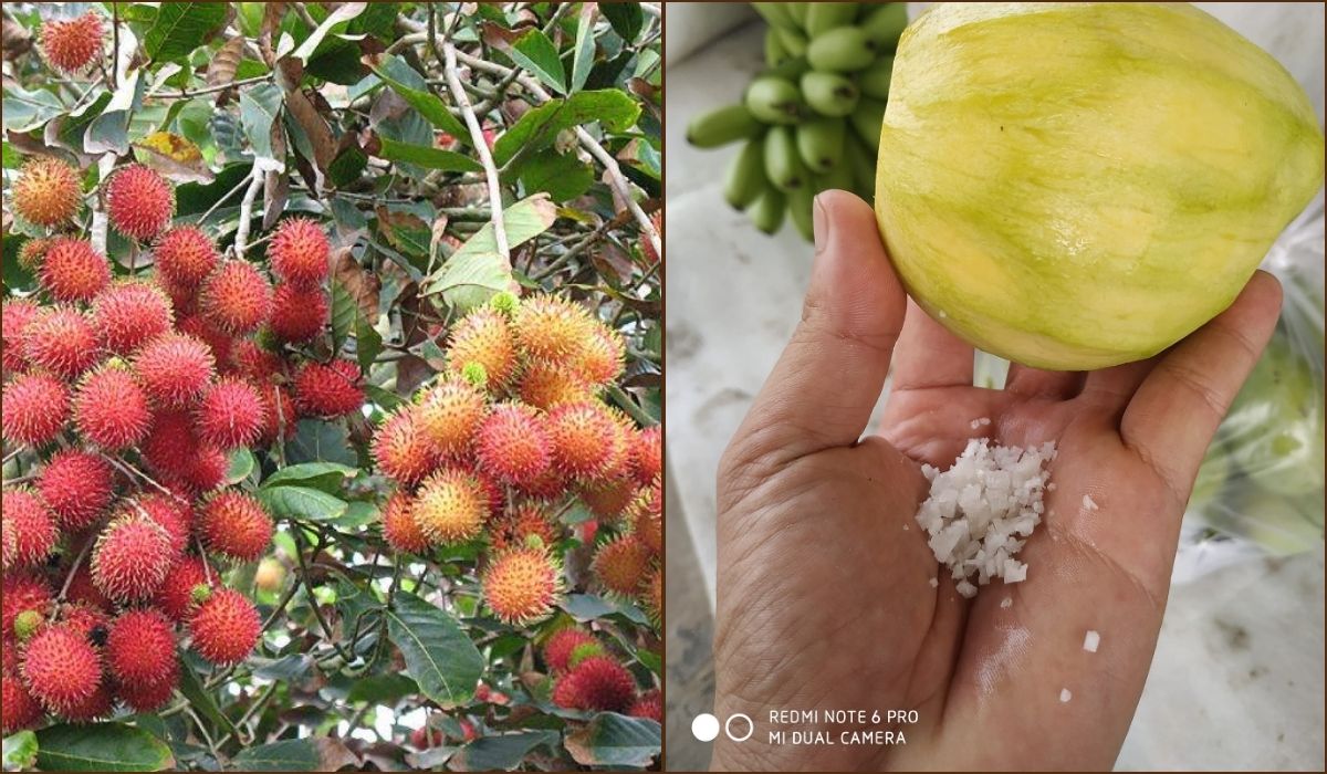 Review Cồn Phong Nẫm (Sóc Trăng): Một ngày "đi trốn" đúng nghĩa (Không phải KDL, đừng kỳ vọng nhiều!) 2 Khám phá cồn phong nẫm