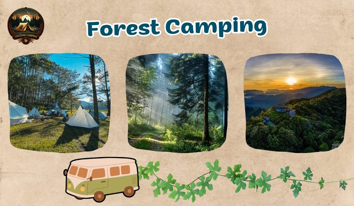 Forest and Beach Camping: Immerse Yourself in Wonderful Nature 1 Forest and Beach Camping